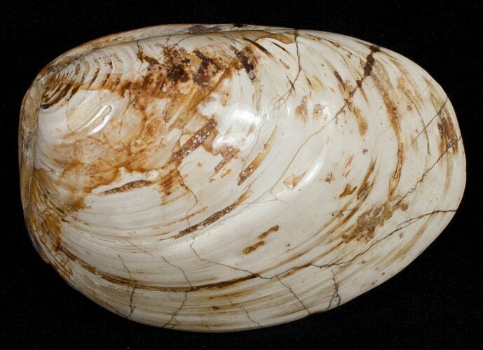 Wide Polished Fossil Clam - Jurassic #12073